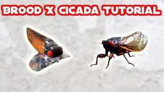 Mastering Lure Painting: Brood X Cicada Pattern Tutorial 🎨🪲