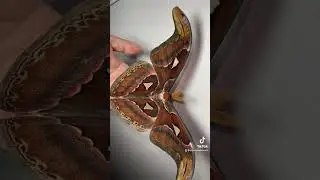 GIANT MOTH?! Attacus atlas (Giant atlas moth)