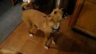 basenji singing with his back up dogs