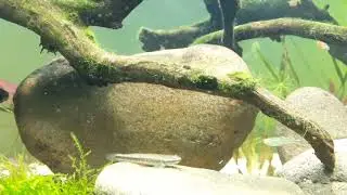 Freshwater Goby Try To Eat Bloodworm That is Too Big