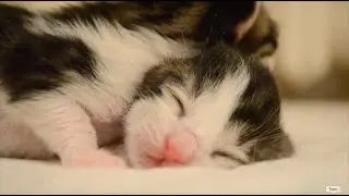 Cute Newborn Kittens Playing and Taking A Bath!!!