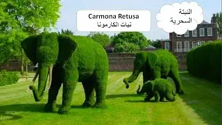 النبتة السحرية 😍 (كرمونا ) Carmona Retusa