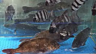 Korean Fish Market - Cutting Live SNAPPER & ROCKFISH | Best Sashimi Combo
