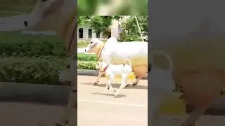 #tharparkarcow#shortsfeed