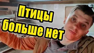 Птицы больше нет, но это временно!