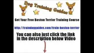 Awesome Tips On How To Train A Boston Terrier