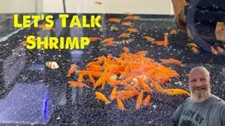 Let's Talk Shrimp and other Aquatic Critters with Jim Colby from The Aquarium Guys