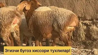 Эгизчи бугоз хиссори тухлилар! 996969200☎️ 972222478☎️