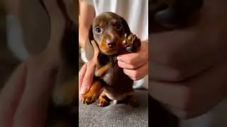 DANCING DACHSHUNDS Watch These Adorable Moves #minidachshund #puppy #cute