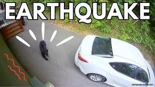 4.1 EARTHQUAKE Scares Smoky Mountain Black Bear!