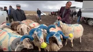 Kars’ta süslenen koçlar sazlı sözlü “çoban bayramı”yla sürüye katıldı