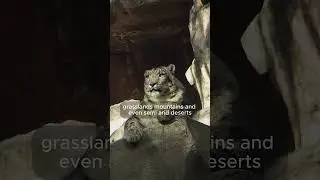 Leopard Nature&rsquo;s Silent Shadow #shortsfeed #short #shortsvideo