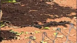 Snake in my garden 