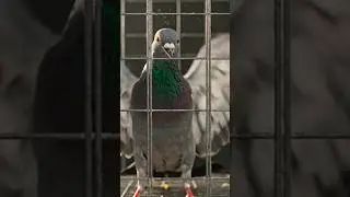&ldquo;One Moment of Hunger Cost Him His Freedom 😢 | Emotional Pigeon Story&rdquo;#shorts #emotionalstory