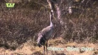 Nature Notes from Norway - the common crane & the lynx