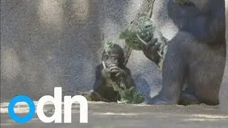 Cute baby gorilla learns to walk at San Diego Zoo