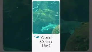 World Ocean Day!