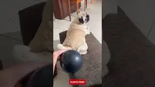 Hilarious Smart Dog Video😂😭 (Pug) #Shorts (READ DESCRIPTION)