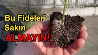 НЕ ПОКУПАЙТЕ эти саженцы!