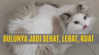 Rahasia Bulu Kucing Sehat