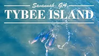 Savannah, GA, Tybee Island & Wilmington Island in 4K | Dolphins Along the Coast of Georgia