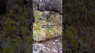 You Won&rsquo;t Believe What These Desert Rocks Can Do! 🌵🤯