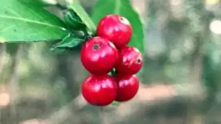 Mesmerizing Flowers