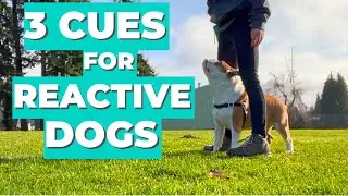 Reactive Dog Training | Touch Watch Find it | Dog Training Tips for Beginners