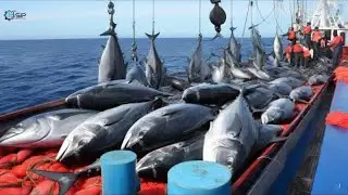Massive Gillnet Fishing for Salmon in the USA: Inside the Billion Dollar Industry