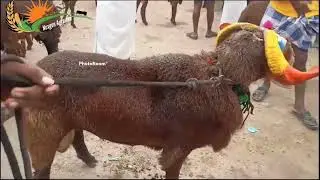 2 OCT 2023 SHEEP MARKET Sindhanur