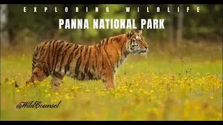 Exploring wildlife in Panna National Park in 4K #wildlife #nature