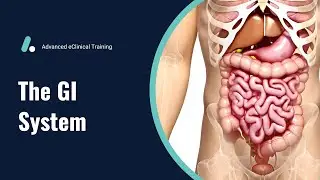 Gastrointestinal System - Anatomy & Physiology Review