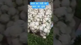 गोबी धनिया मेथी क्याभाव