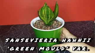 Сансевиерия Грин мулд // Sansevieria Hahnii &lsquo;Green Mould&rsquo; var.     #sansevieria #сансы