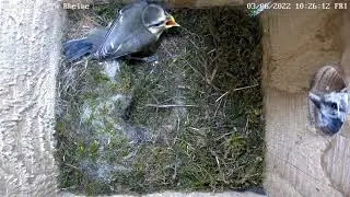 Nistkasten Rheine 03.06.2022; Die Blaumeisen sind flügge und verlassen das Nest