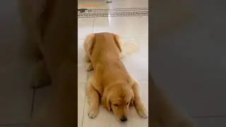 dog's behavior with its owner #dogs #funny #pets #funnyvideo