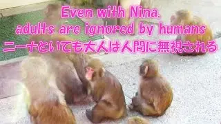 ニーナといても大人は無視される Even with Nina, adults are ignored by humans 葉ッピー動物園2141 淡路島モンキーセンター 兵庫県