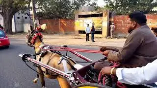 ustad naseem 👑 ustad haseen king of delhi horse rider