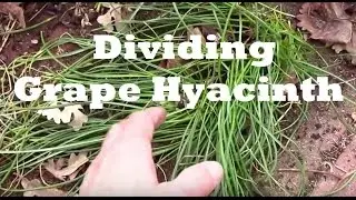Dividing And Transplanting Grape Hyacinth In Early Spring.
