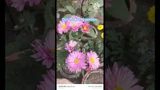 🌸 Our Flower Garden &ndash; A Paradise of Colors 🌸#FlowerGarden #GardenLove #BloomingFlowers #NatureBeauty