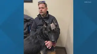 Morgan Co. Sheriff's Office shares update on K-9 injured by burglary suspect near Martinsville