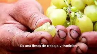 Vitivinicultura en CUYO | Argentina 🍇
