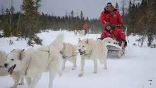 Traineau à chiens Canada Province de Québec