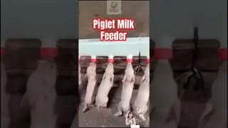 Piglet Milk Feeder #farming #farmlife #globalfarmscene