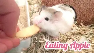 Tiny Hamster Eating Apple! (Very short ASMR)