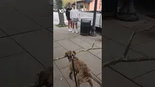Top 10 Dogs Carrying Big Sticks