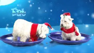 Arctic and Avalon's holiday race!