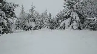 Meditation In Snowstorm : Treant Winter Counsel : Boreal Nature : HD