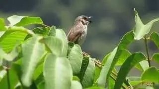Birds of Himalaya Brown Hill Warbler  (video taken at Chakrata, Uttarakhand, India)