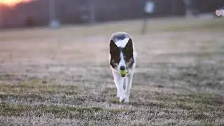 [4k Video] Dog Walking || Free Stock Video